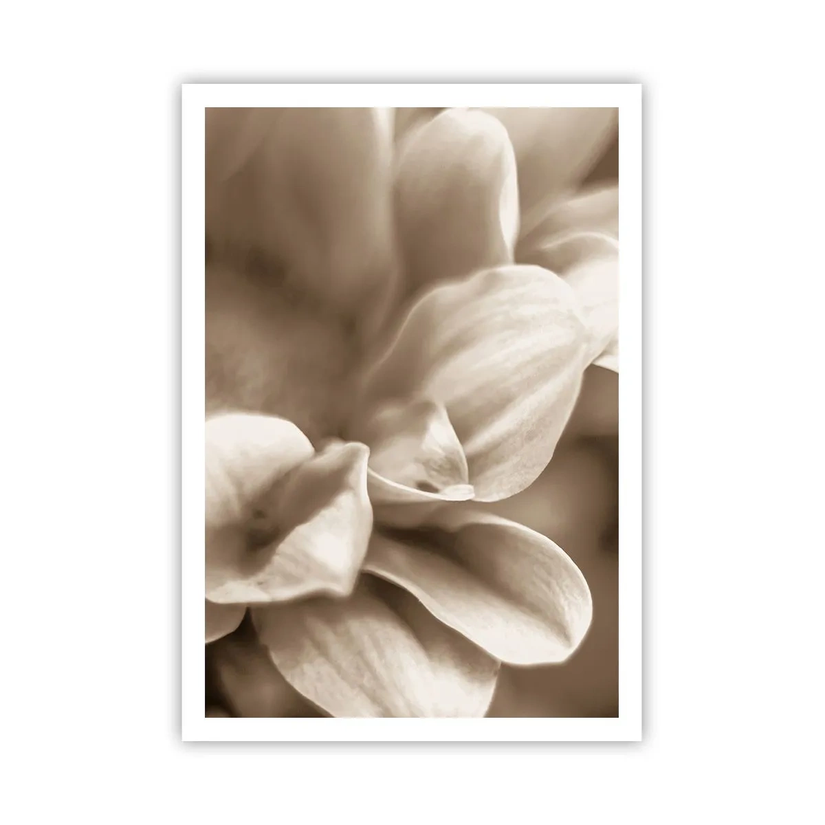 Poster - Blânde ca un zâmbet - 70x100 cm