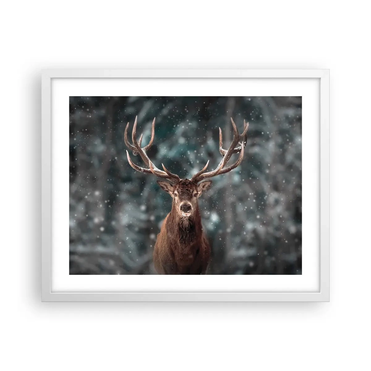 Poster în ramă albă - Regele pădurii a fost încoronat - 50x40 cm