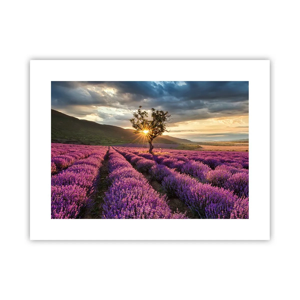 Poster - Aroma în liliac - 40x30 cm