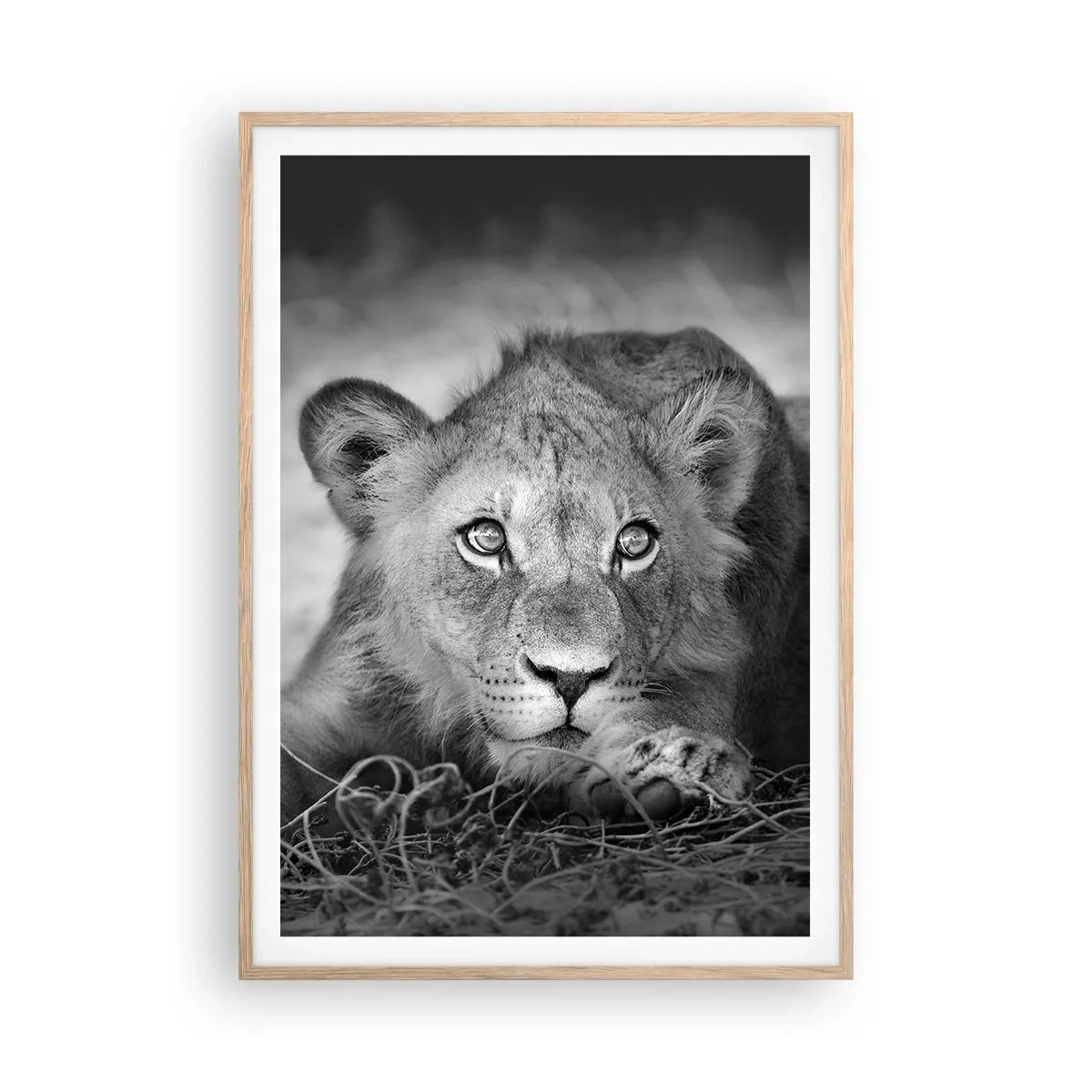 Poster în ramă de stejar deschis - Pisicuța regală - 70x100 cm