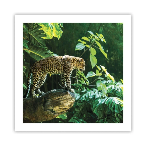 Poster - La vânătoare? - 50x50 cm