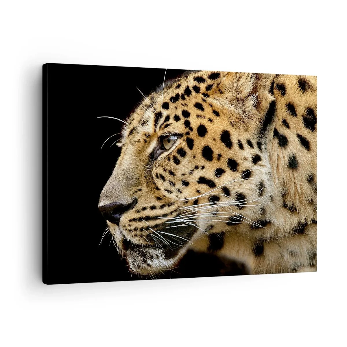 Tablou pe pânză Canvas - Prim-plan al unui cap de leopard pe un fundal negru - 70x50cm - Calm, concentrat, pregătit - Decorațiune modernă pentru perete pentru living și dormitor ARTTOR
