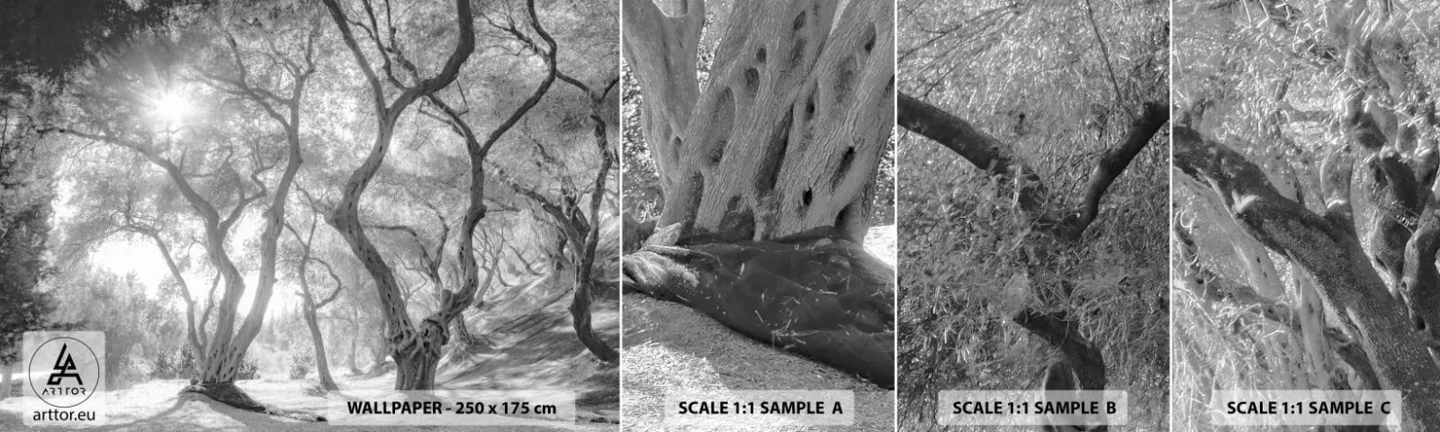 Mostră de Tapet Standard Eco - Într-o livadă de măslini - pădure, Iarnă, Copaci - 100x30 cm