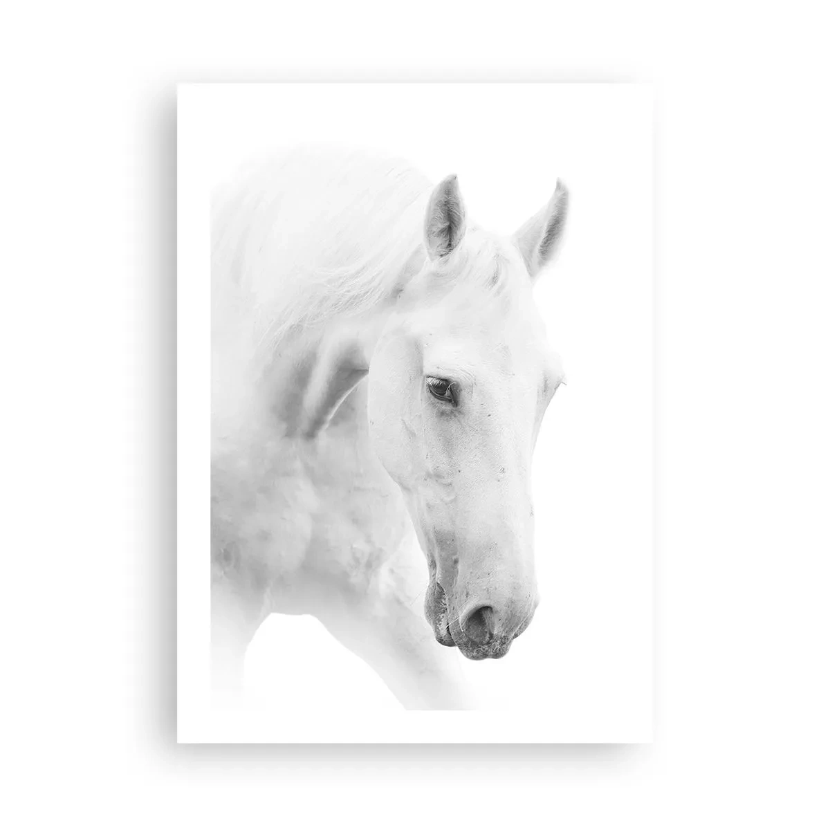 Poster - Este aceasta o prietenie...? - 50x70 cm
