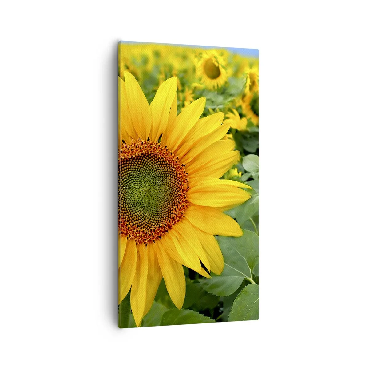 Tablou pe pânză - Sute de sori se aprind în flăcări - 55x100 cm