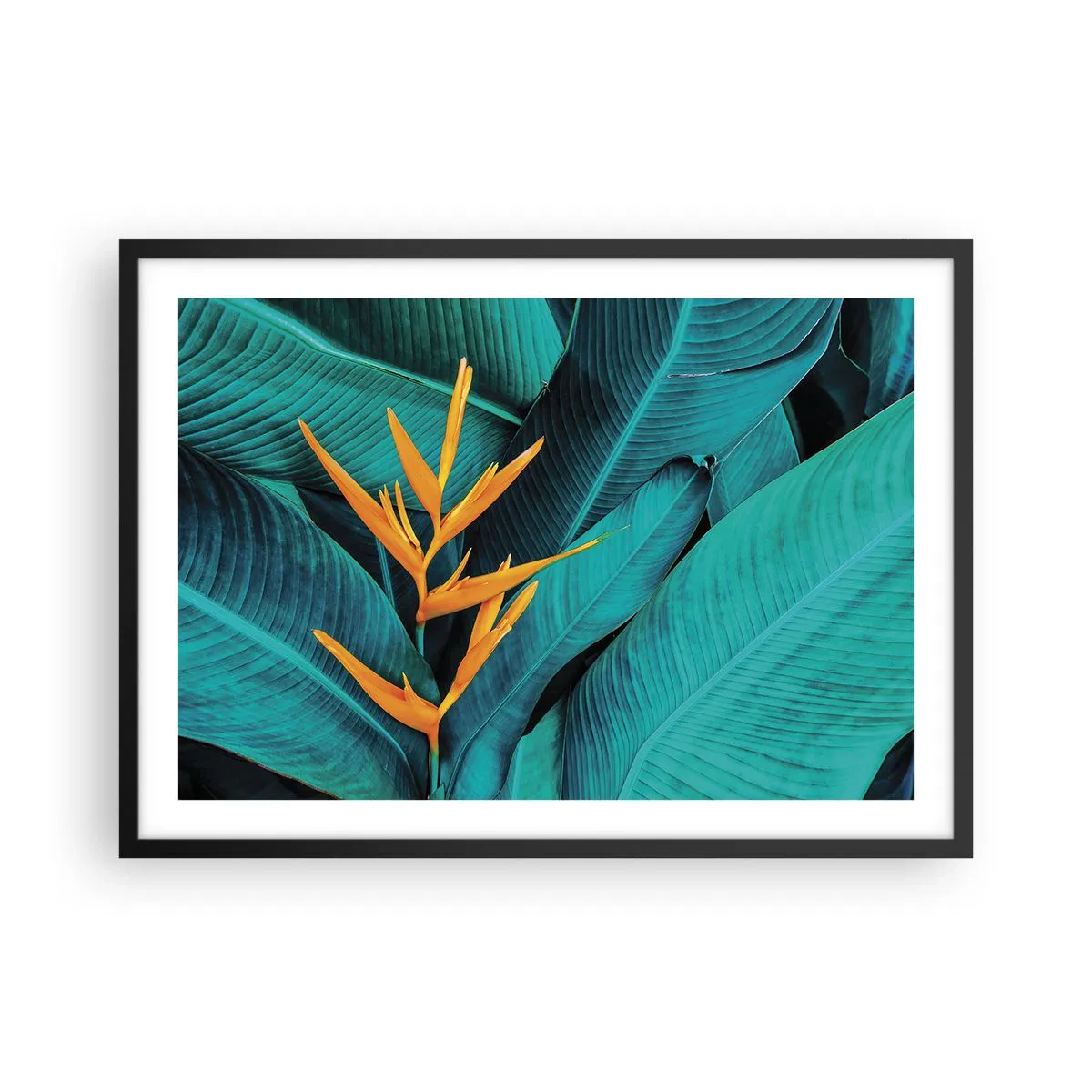 Poster în ramă neagră - Floarea Edenului - 70x50 cm