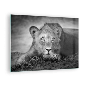 Tablou pe sticlă - Un pui de leu în alb și negru care se uită fix la cameră - 70x50cm - Pisicuța regală - Decorațiune modernă pentru perete pentru living și dormitor ARTTOR