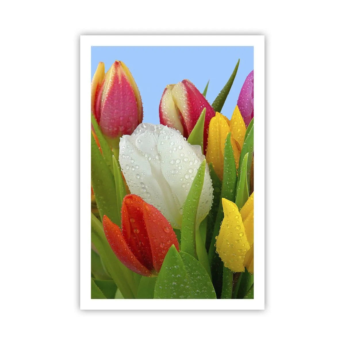 Poster - Un curcubeu floral în picături de rouă - 61x91 cm