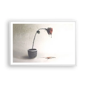 Poster în ramă albă - Rosa dolorosa - 91x61 cm