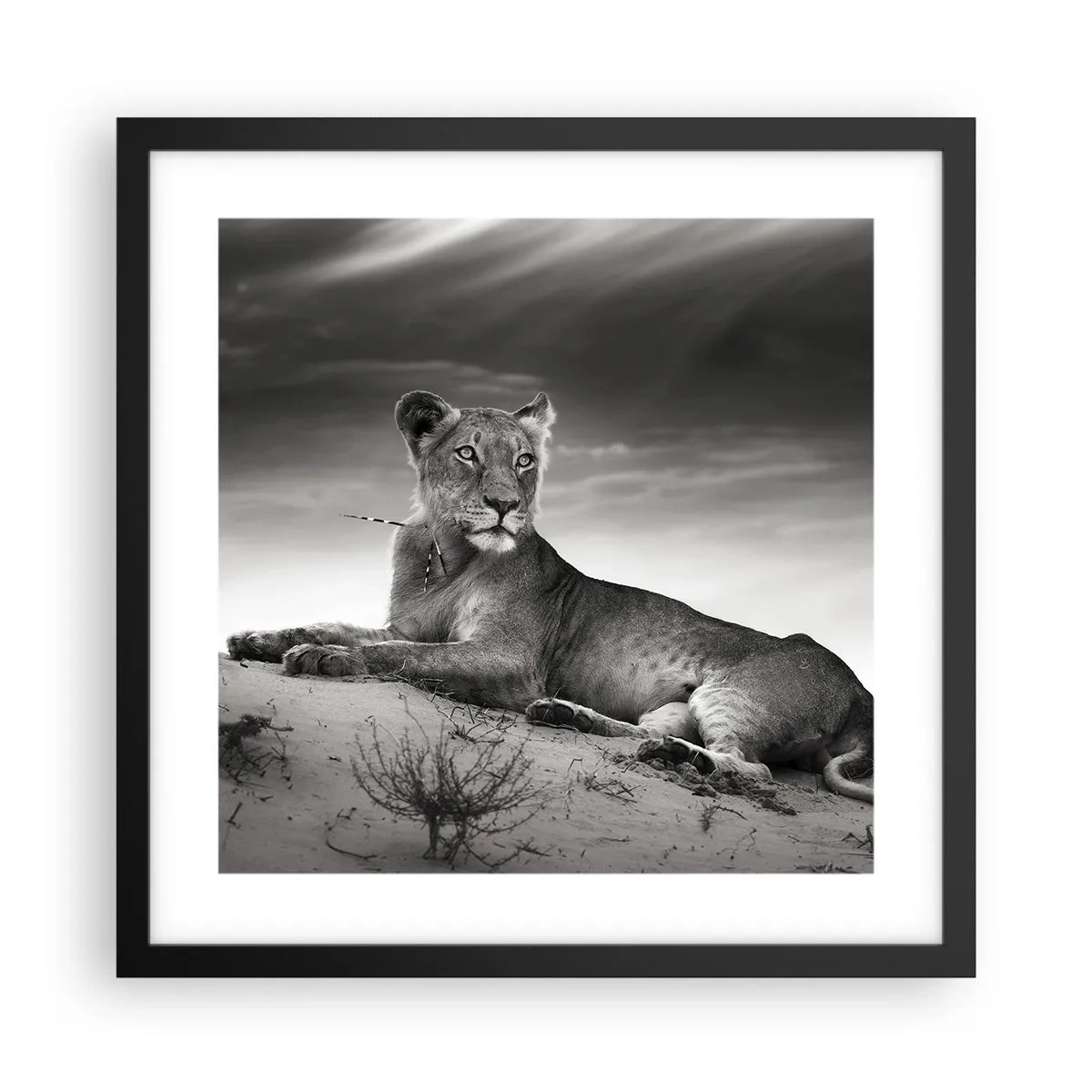 Poster în ramă neagră - Odihna reginei deșertului - 40x40 cm