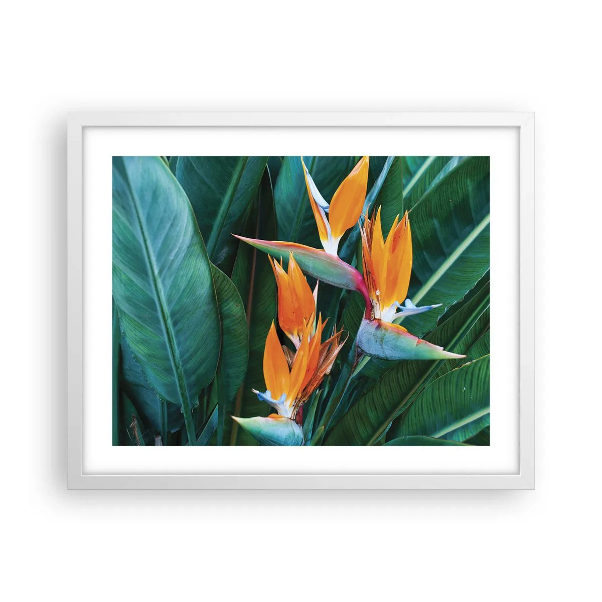 Poster în ramă albă - Este o floare sau o pasăre? - 50x40 cm