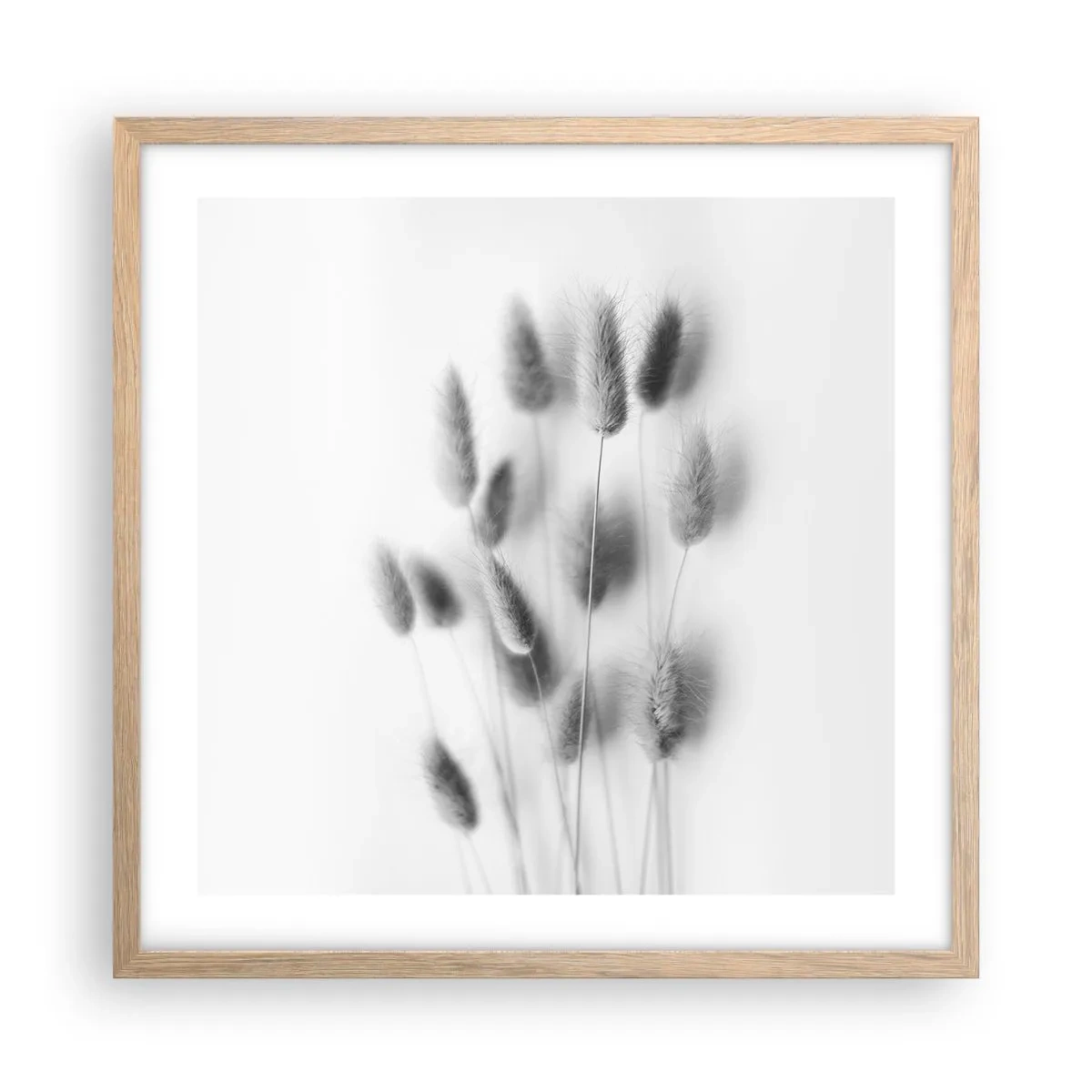 Poster în ramă de stejar deschis - Pufoșenia ierbii - 50x50 cm