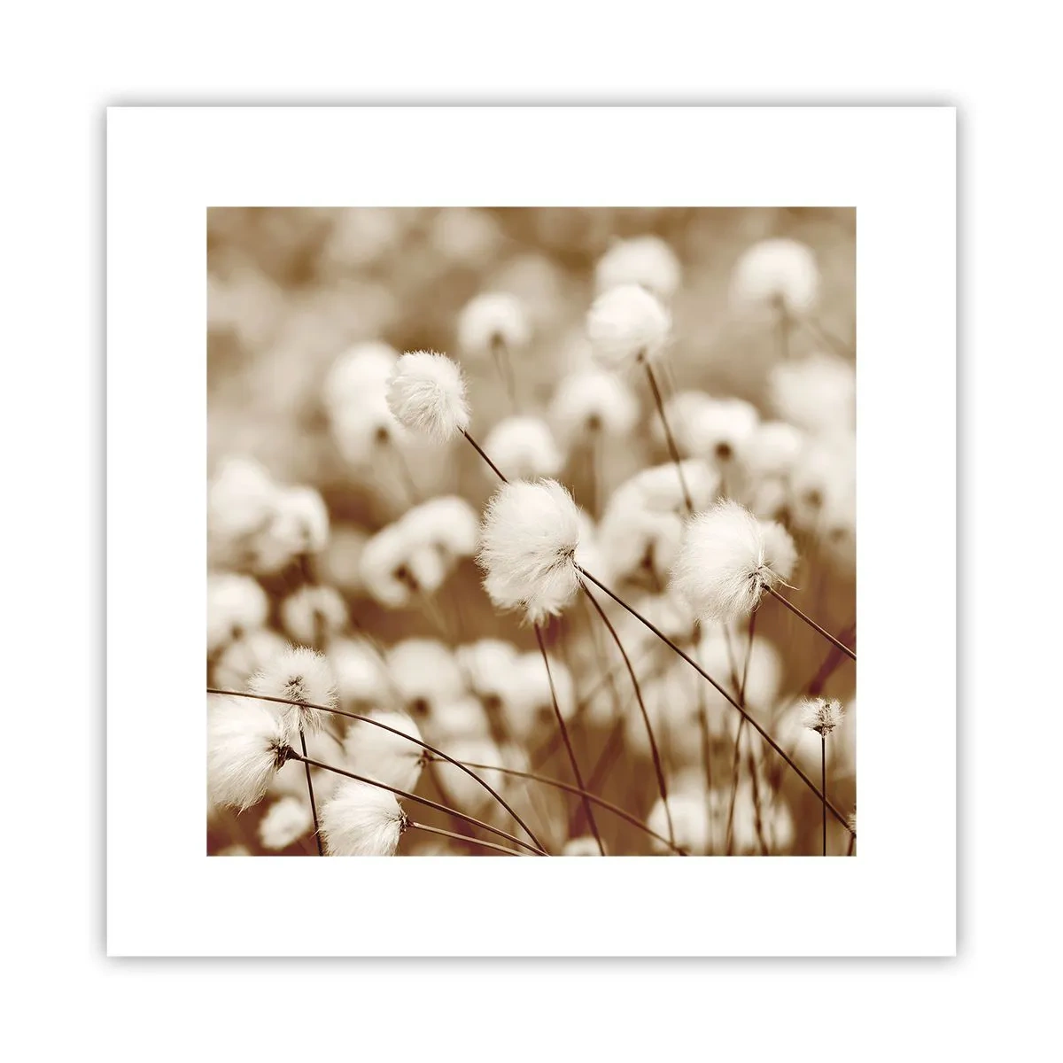 Poster - Câmp pufos - 30x30 cm