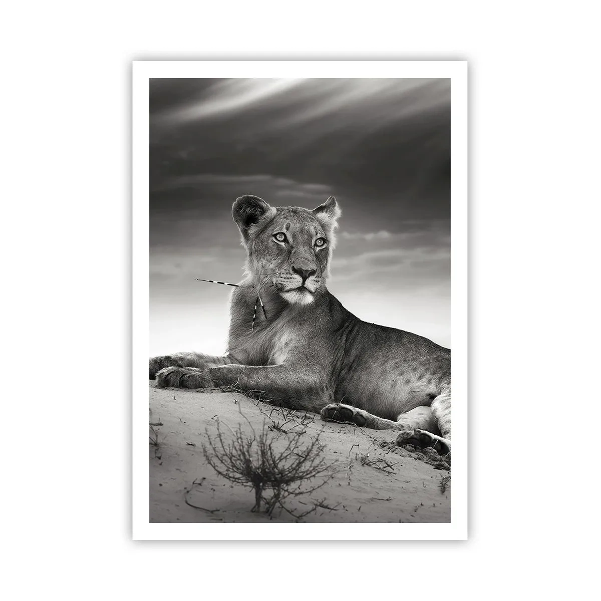 Poster - Odihna reginei deșertului - 70x100 cm