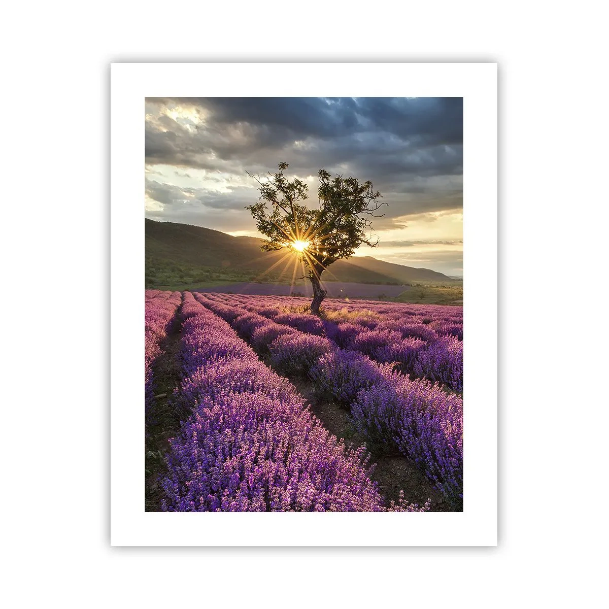 Poster - Aroma în liliac - 40x50 cm