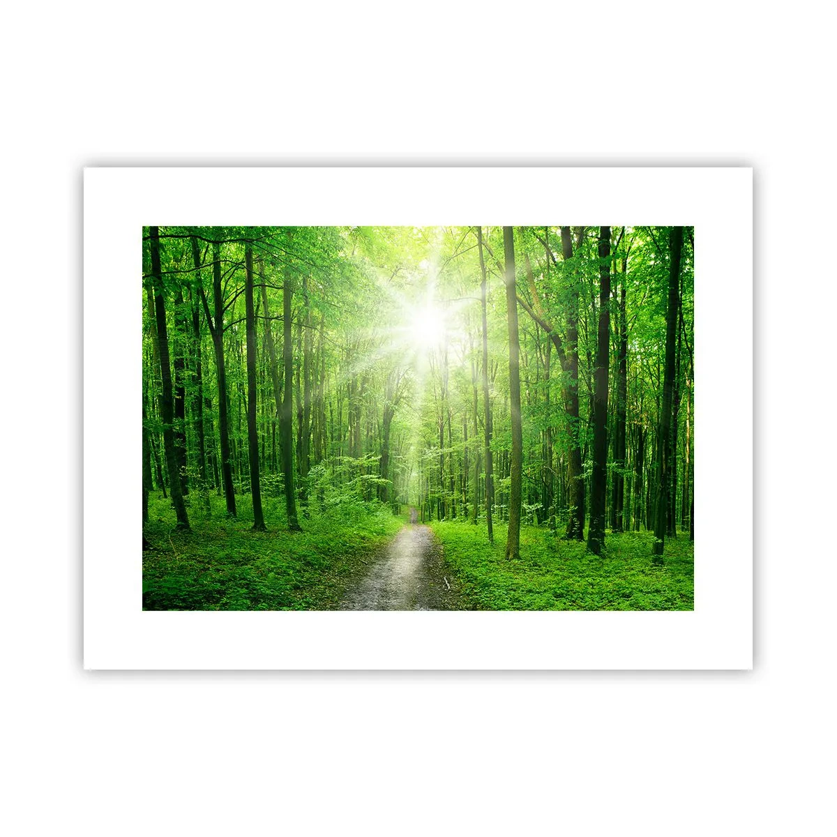 Poster - Catedrala verde - 40x30 cm