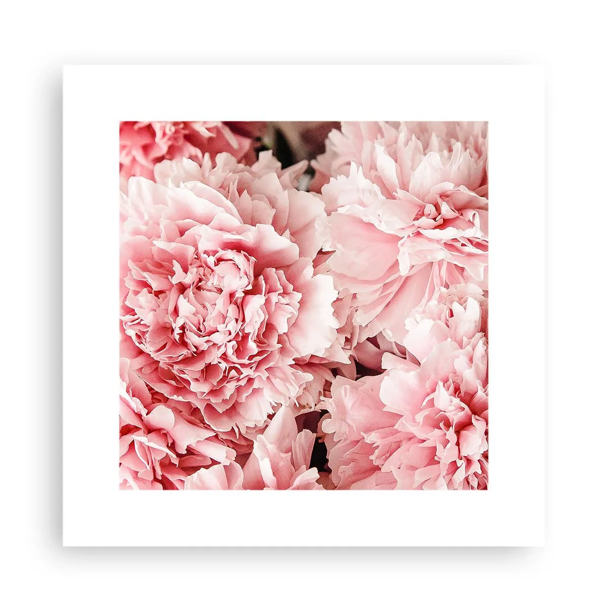 Poster - Visul roz - 30x30 cm