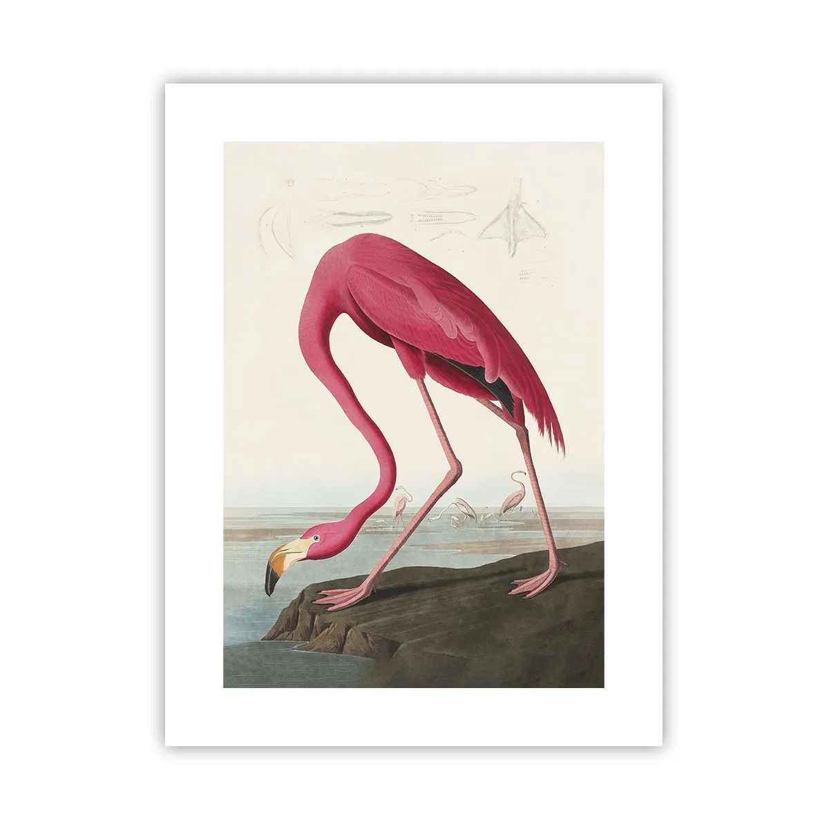 Poster - O creatură uimitoare - 30x40 cm