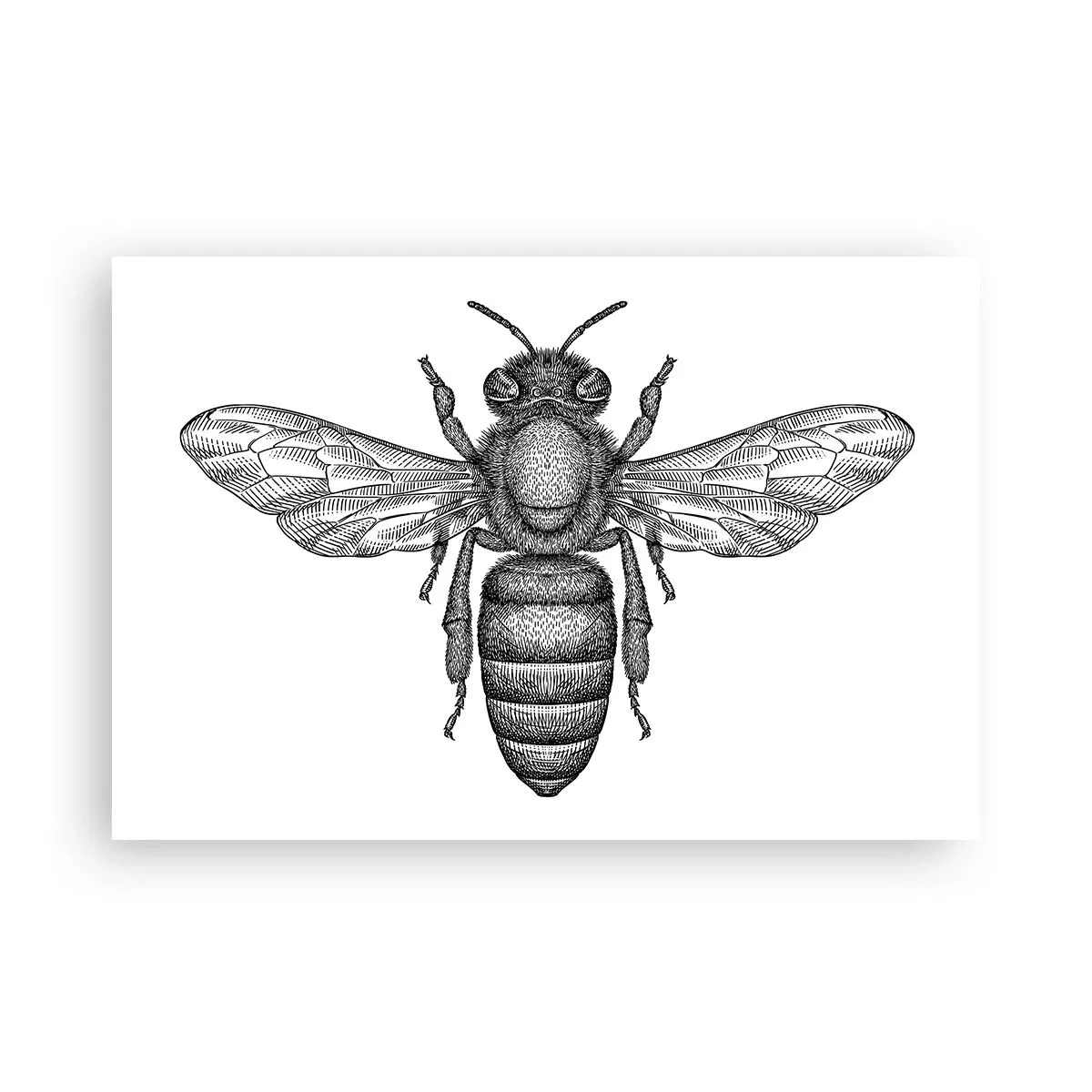 Poster - Portret de insectă - 91x61 cm