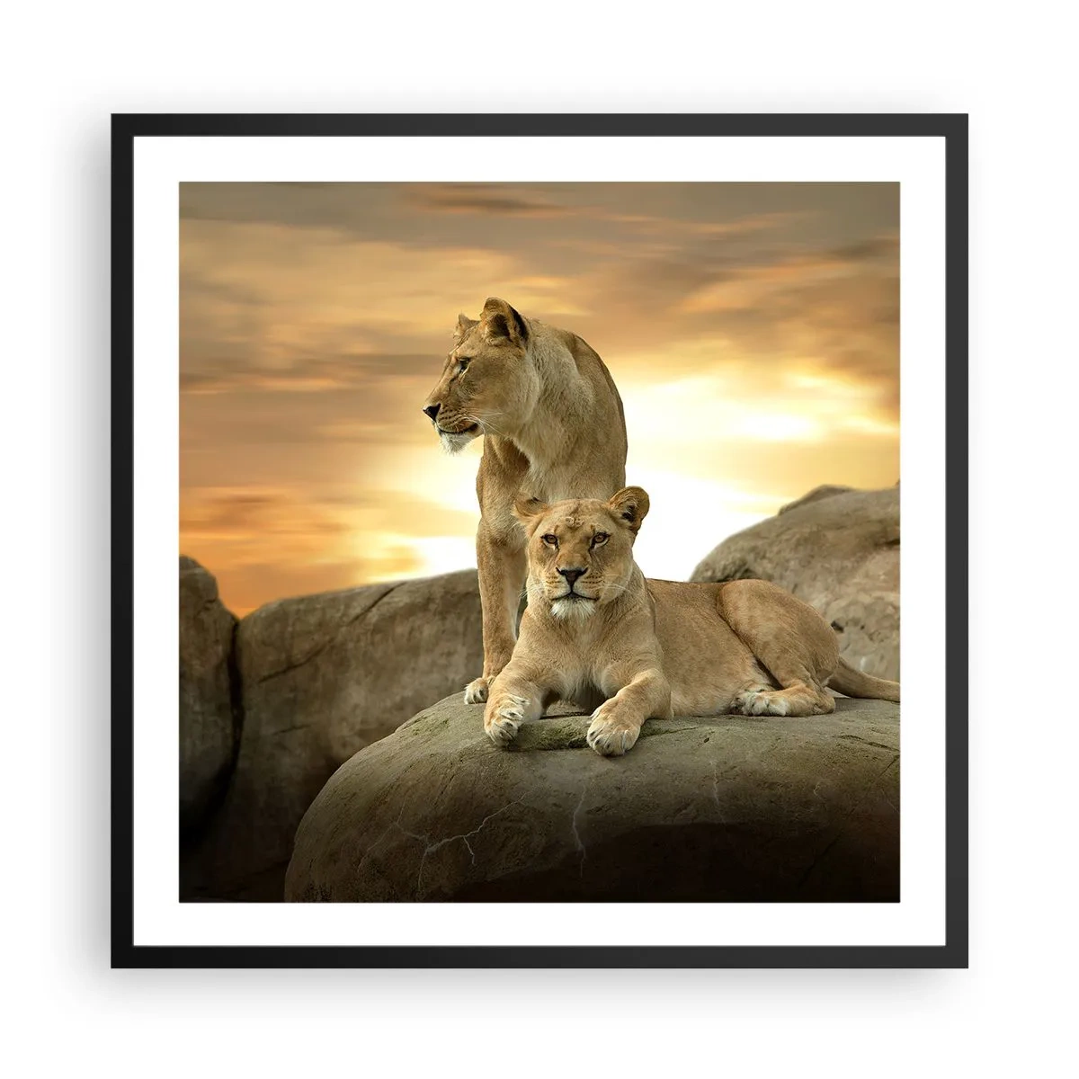Poster în ramă neagră - Maiestate regală - 60x60 cm