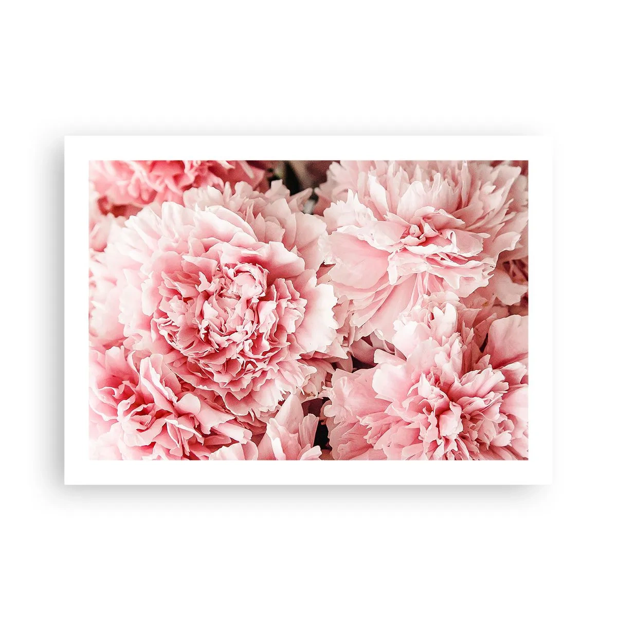 Poster - Visul roz - 70x50 cm