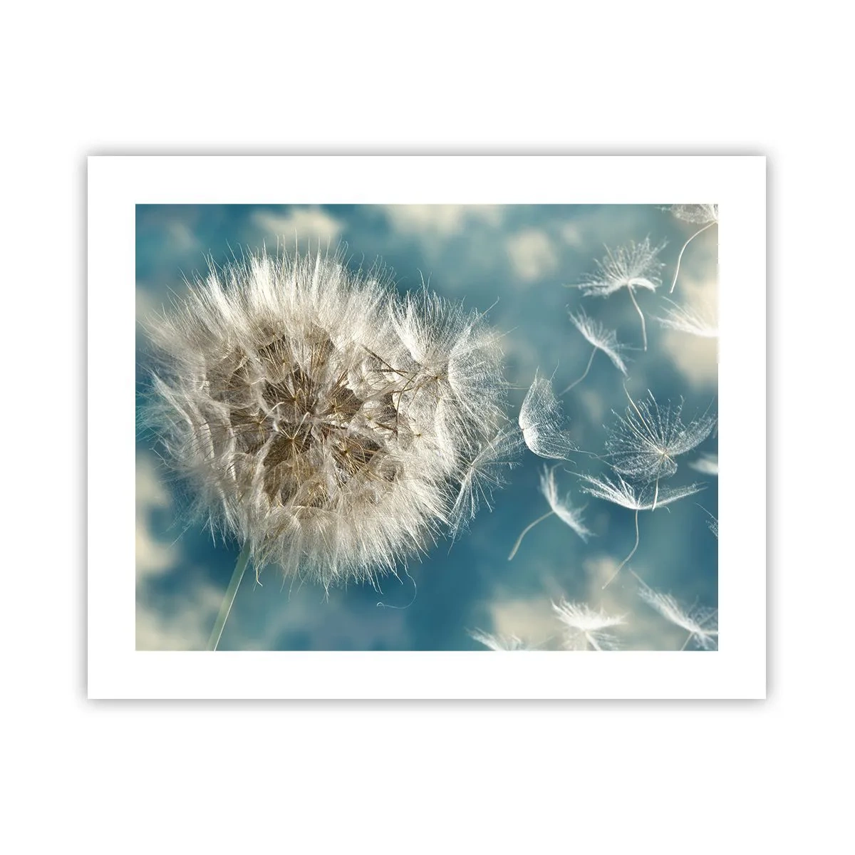 Poster - Respirația unui înger - 50x40 cm