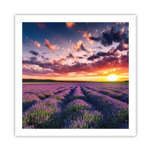 Poster - Lumea lavandei - 60x60 cm
