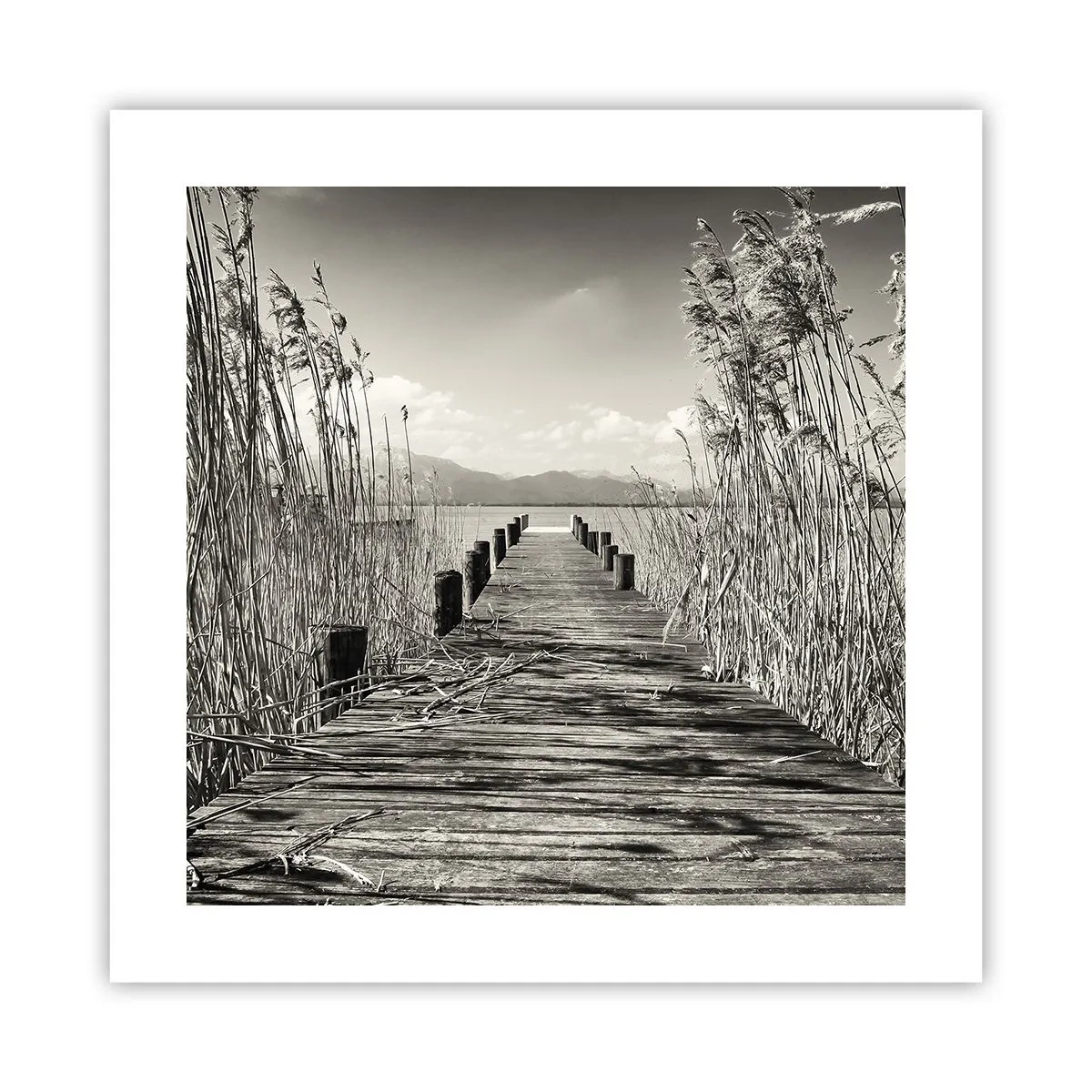 Poster - În intimitatea ierburilor - 40x40 cm