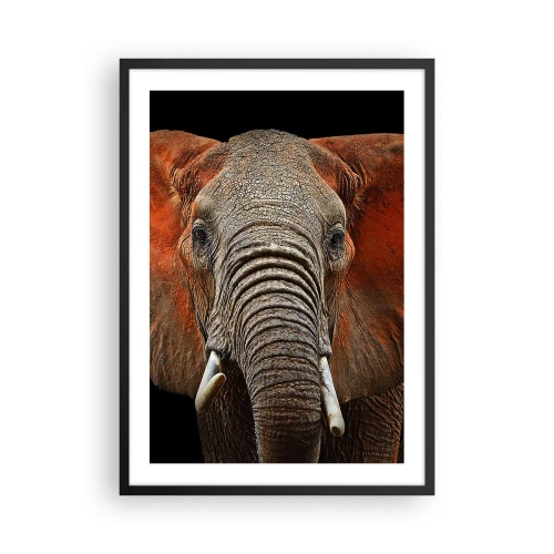 Poster în ramă neagră - Portretul unui elefant maiestuos pe un fundal negru - 50x70cm - Sunt sălbatic, și tu? - Decorațiune modernă pentru perete pentru living și dormitor ARTTOR