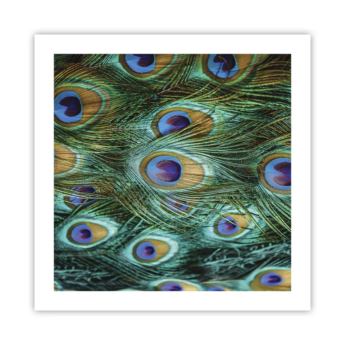Poster - O privire cu ochi de păun - 50x50 cm