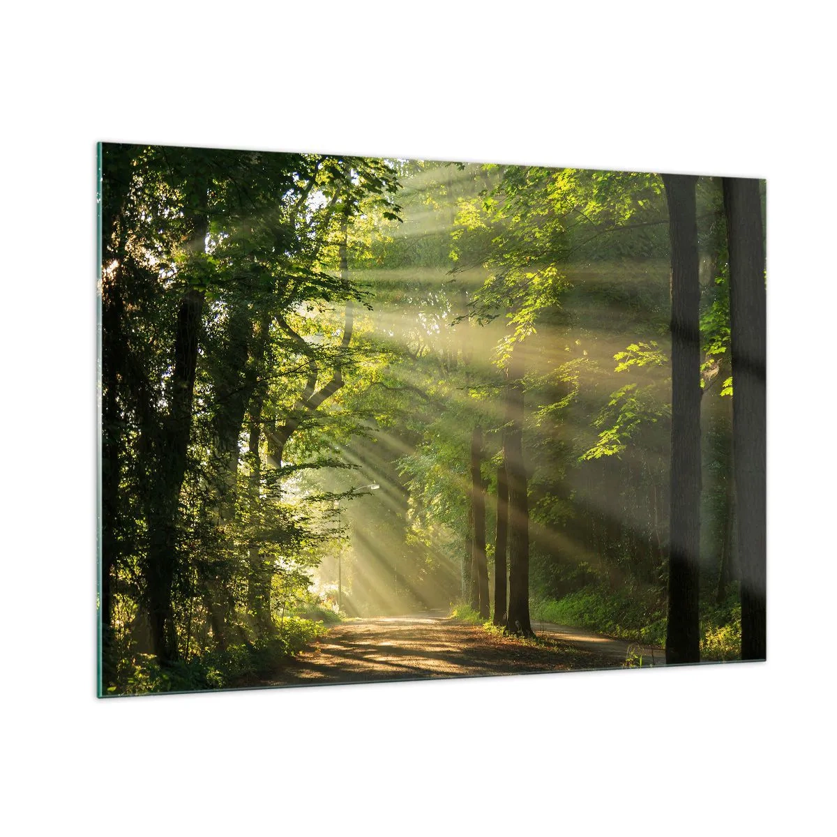 Tablou pe sticlă - Moment de pădure - 100x70 cm