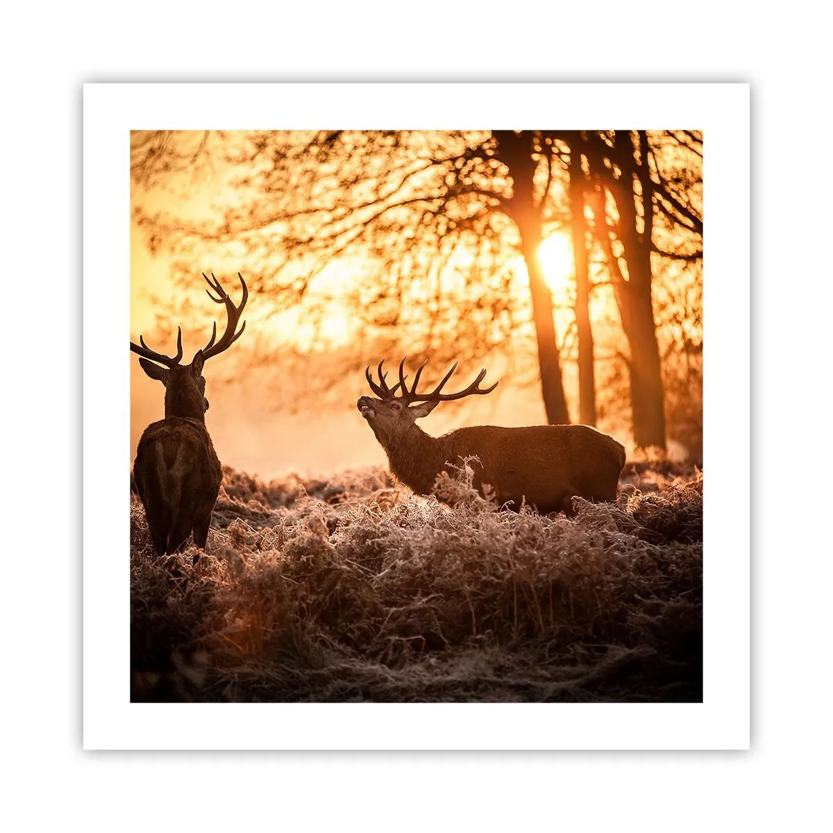 Poster - Visul unui vânător - 50x50 cm