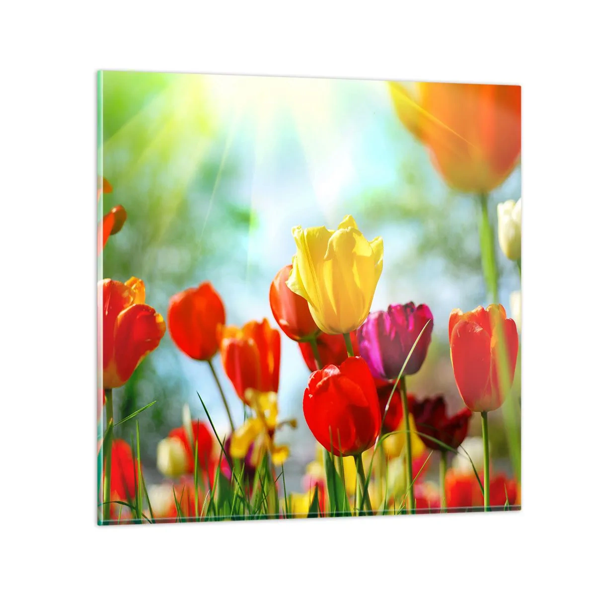 Tablou pe sticlă - Toate culorile soarelui - 50x50 cm