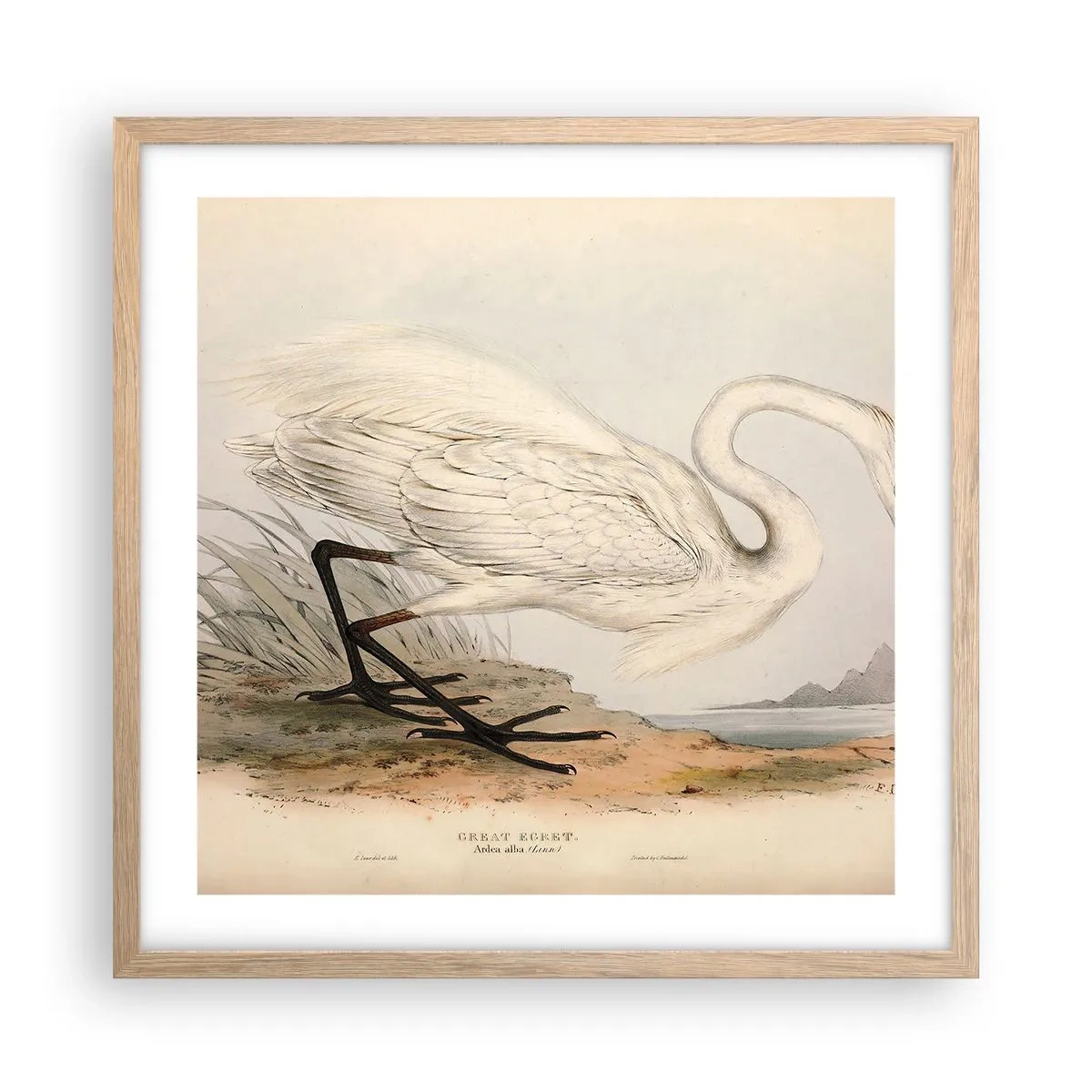 Poster în ramă de stejar deschis - Doamna în stufărișuri - 50x50 cm