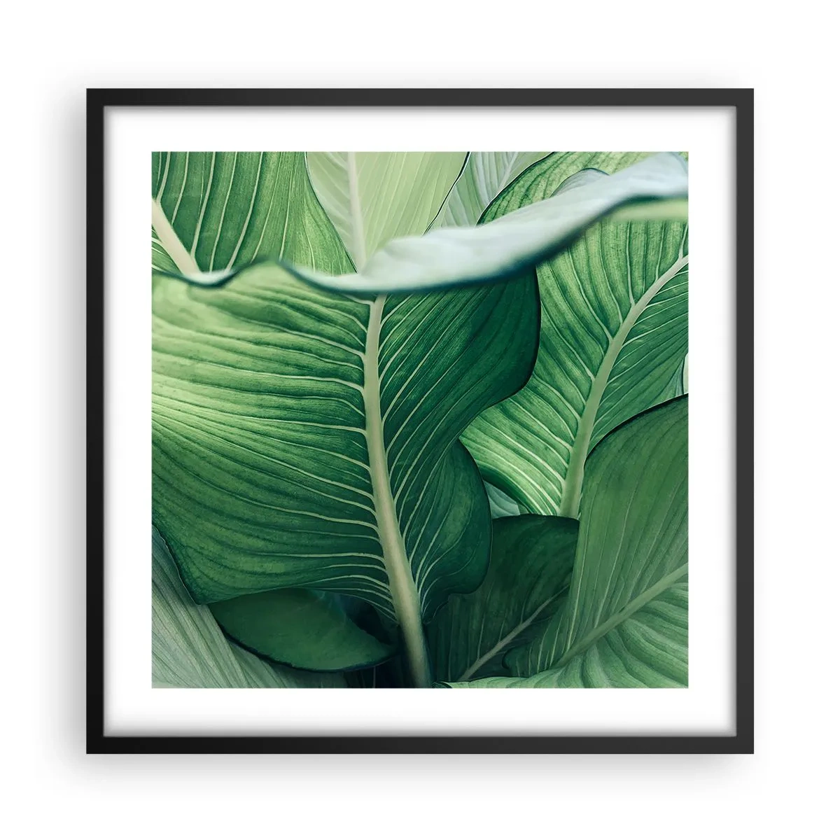 Poster în ramă neagră - Viață intensă în verde - 50x50 cm