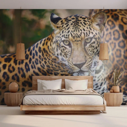 Tapet Premium Canvas - Sălbatic și liniștit - Animale, leopard, Africa - 400x280 cm