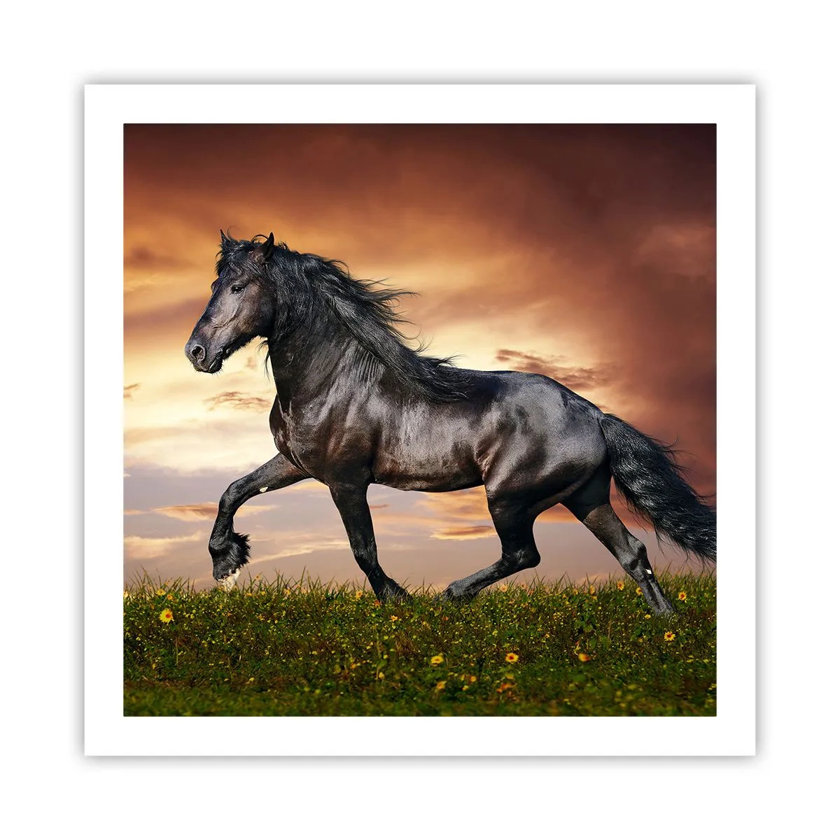 Poster - Prințul negru - 60x60 cm