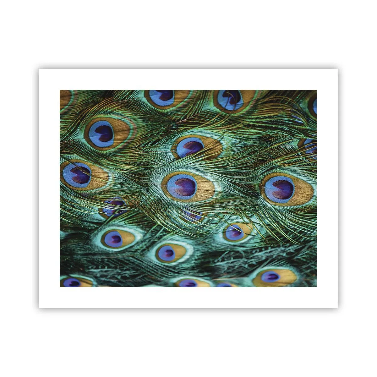 Poster - O privire cu ochi de păun - 50x40 cm