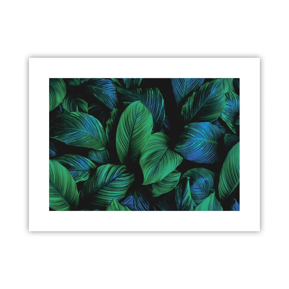 Poster - Traficul verde - 40x30 cm