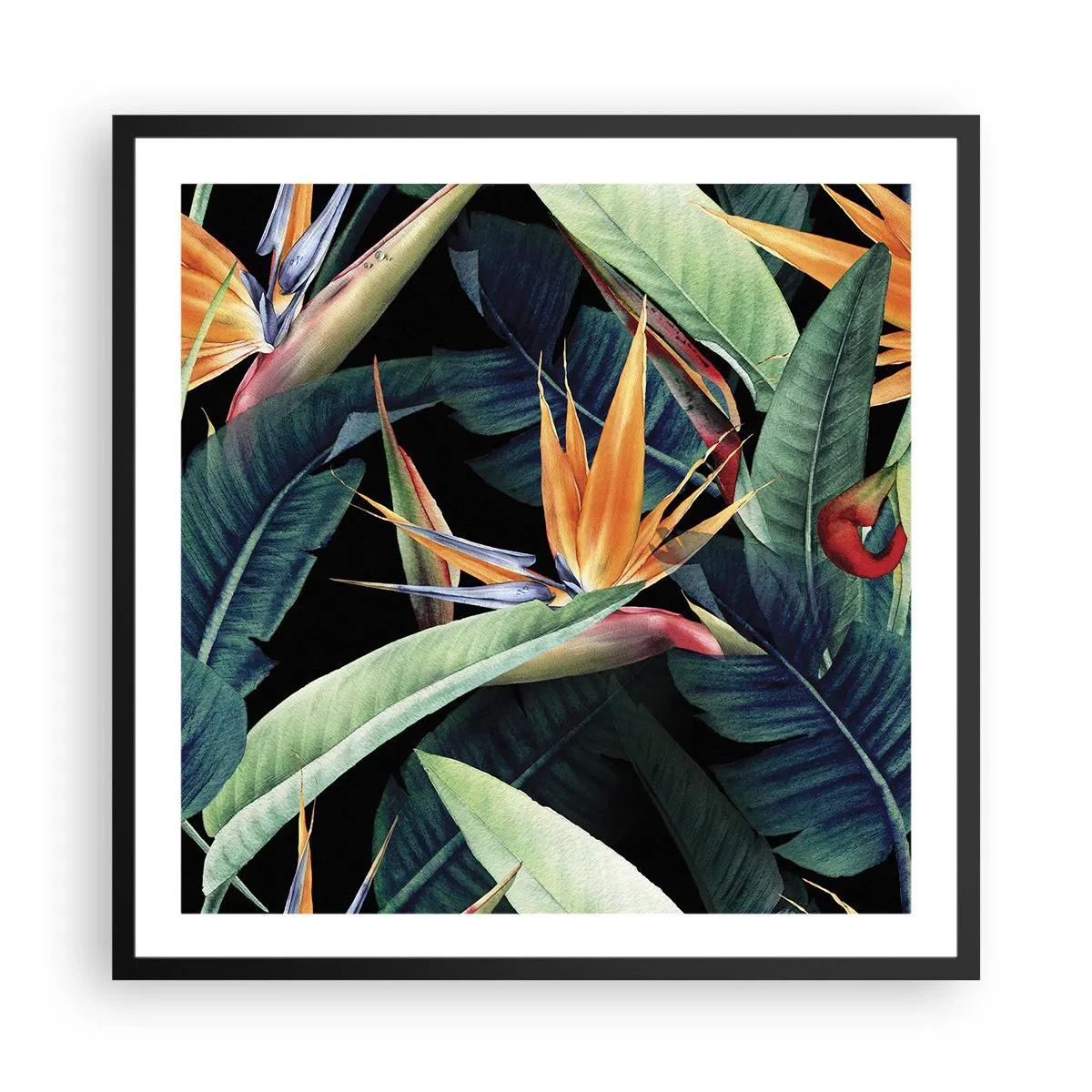Poster în ramă neagră - Florile de flacără ale tropicelor - 60x60 cm