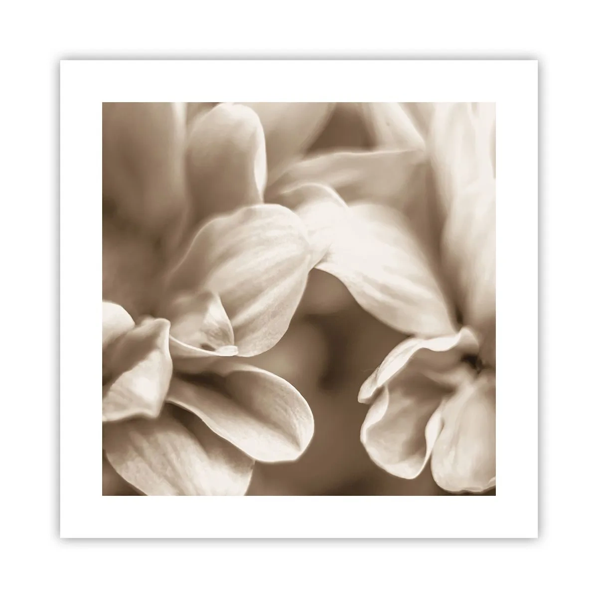 Poster - Blânde ca un zâmbet - 40x40 cm