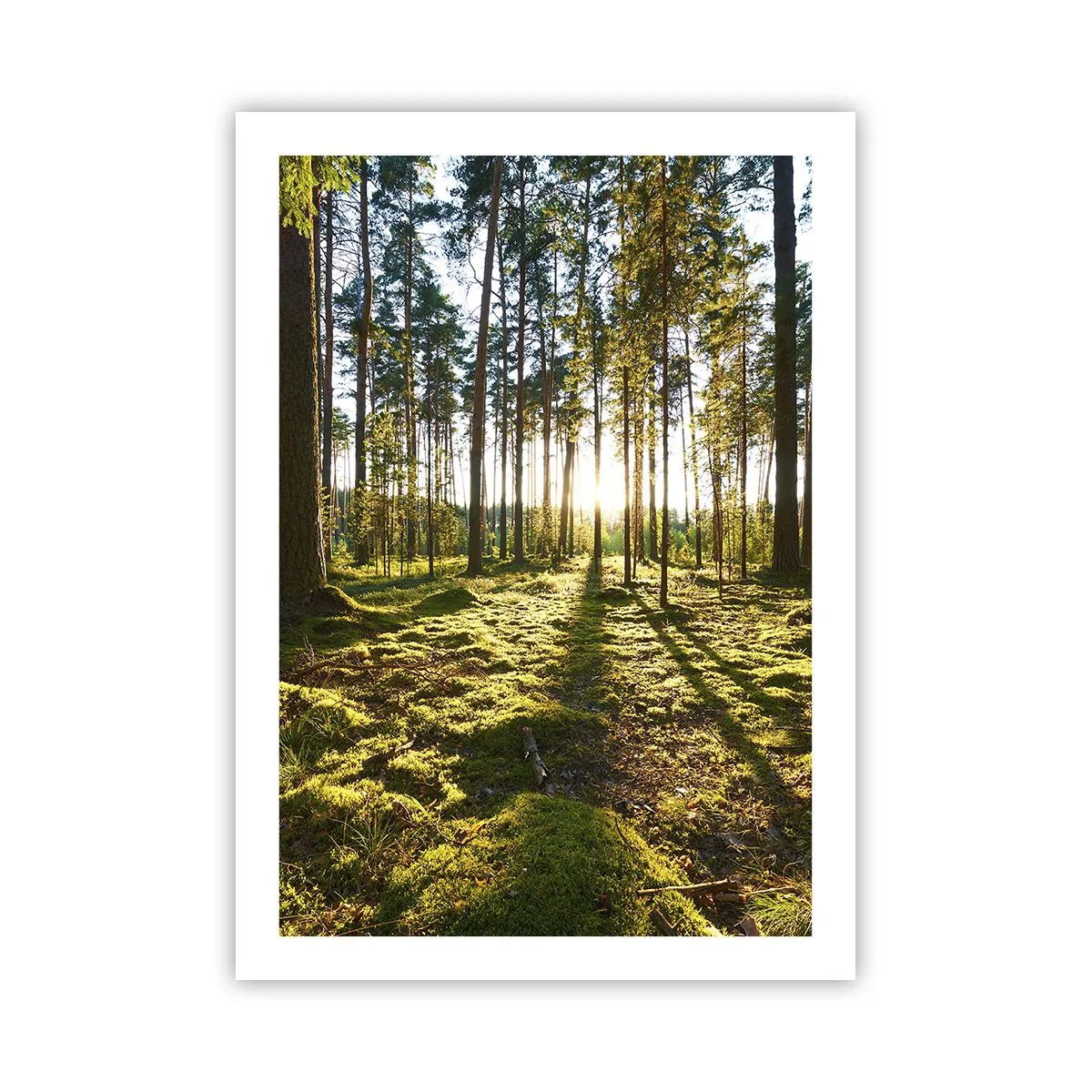 Poster - Pădurea misterioasă - 50x70 cm