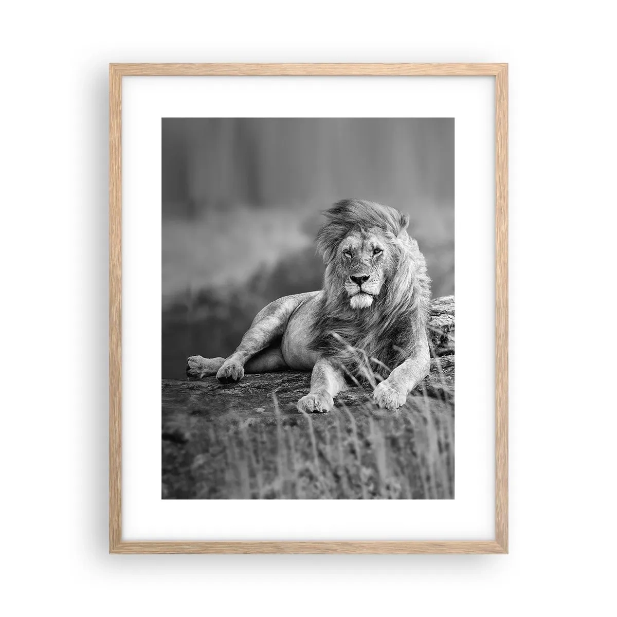 Poster în ramă de stejar deschis - Siesta regală - 40x50 cm