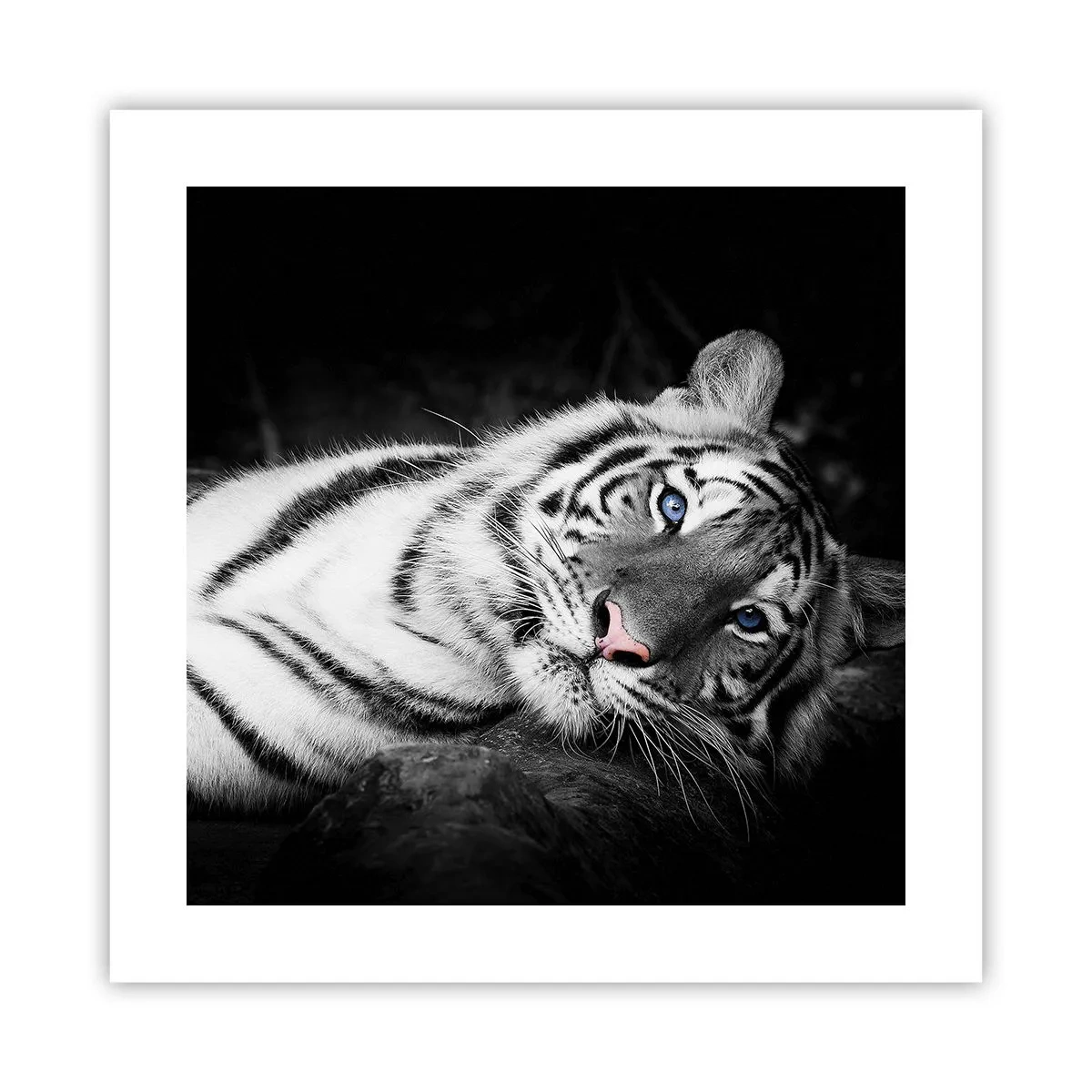 Poster - Sălbăticie și pace - 40x40 cm