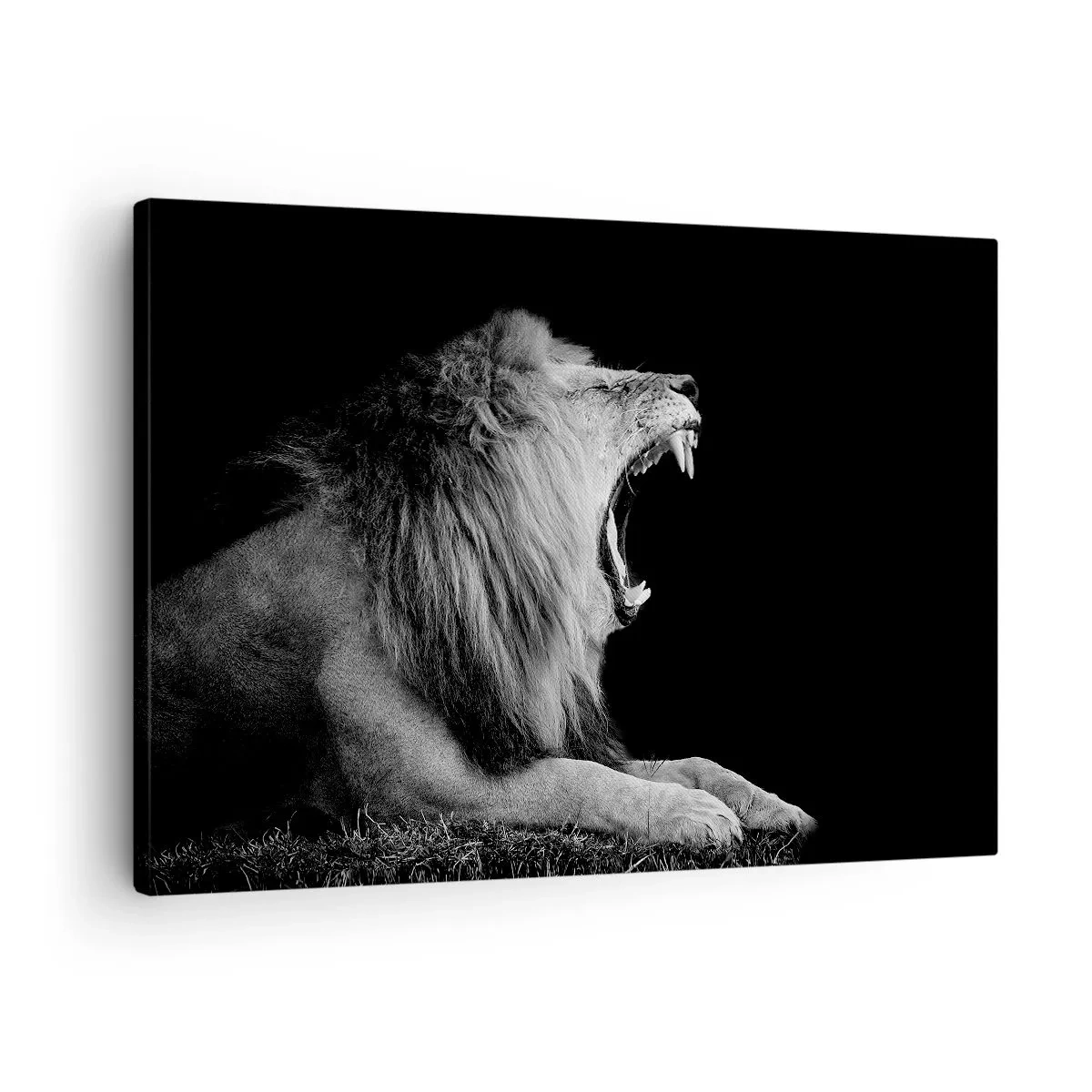 Tablou pe pânză Canvas - Un leu care răcnește pe un fundal negru în tonuri de alb și negru - 70x50cm - Fără nici o ezitare - Decorațiune modernă pentru perete pentru living și dormitor ARTTOR