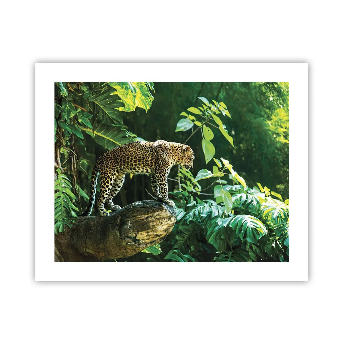 Poster - La vânătoare? - 50x40 cm