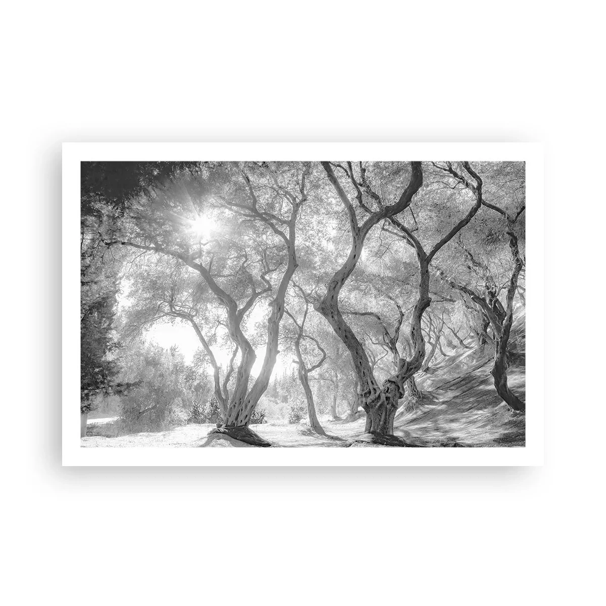 Poster - Într-o livadă de măslini - 91x61 cm