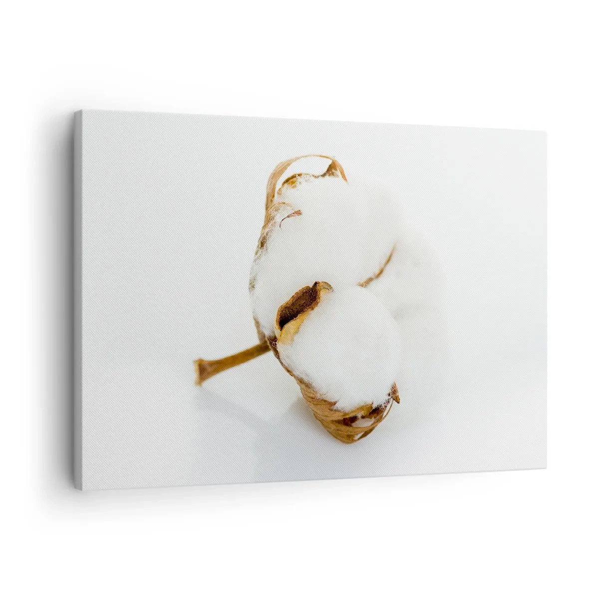 Tablou pe pânză Canvas - O ramură de bumbac pe un fundal deschis, într-o abordare minimalistă - 70x50cm - Moale prin natură - Decorațiune modernă pentru perete pentru living și dormitor ARTTOR
