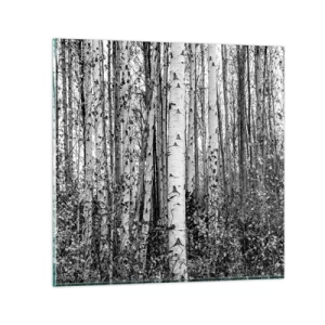 Tablou pe sticlă - Coloane de mesteacăn - 70x70 cm