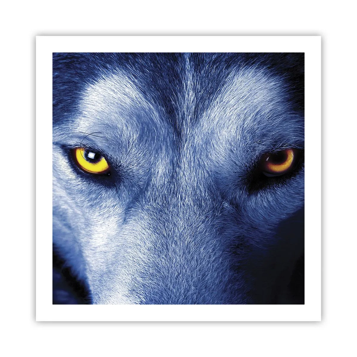 Poster - O privire hipnotizantă - 60x60 cm